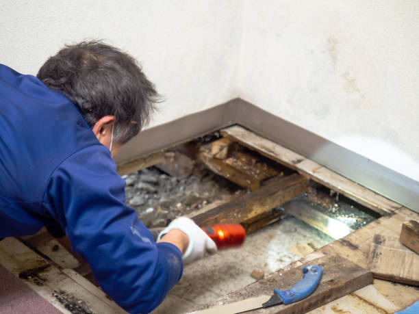 Best Crawl Space Mold Remediation in USA